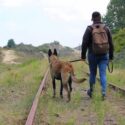 How Service Dogs Are Helping Veterans with PTSD