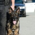 The Future of the K9 Unit: Some Police Dogs are Getting Cameras