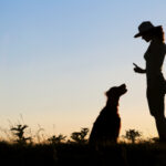 Dog Training in Indiana