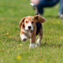 The Benefits of Successful Obedience Training for a Puppy