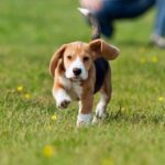 Obedience Training in Indiana