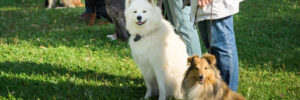 Dogs and their trainers await instruction