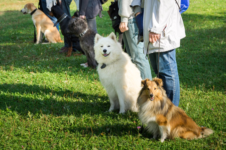 Dogs and their trainers await instruction