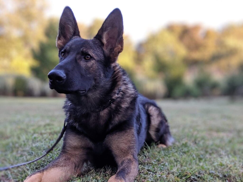 German Shepherd Dog