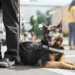 Training a Police Dog