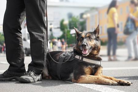 Training a Police Dog