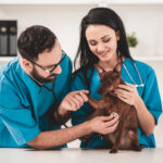 Careers That Require Dog Training Experience