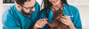 Careers That Require Dog Training Experience