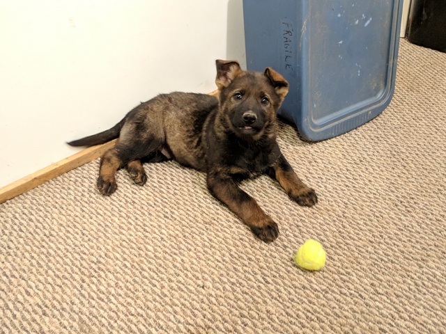 German Shepherd puppy