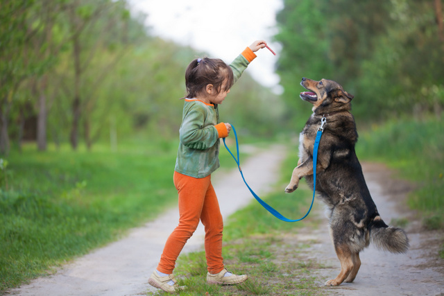 dog trainer
dog training