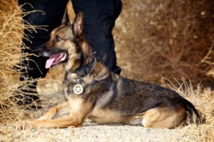 police dog
K9
handler school
working dog