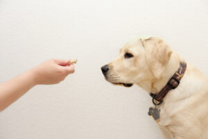 become a dog trainer
dog trainer course