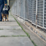 Scent Detection Dogs