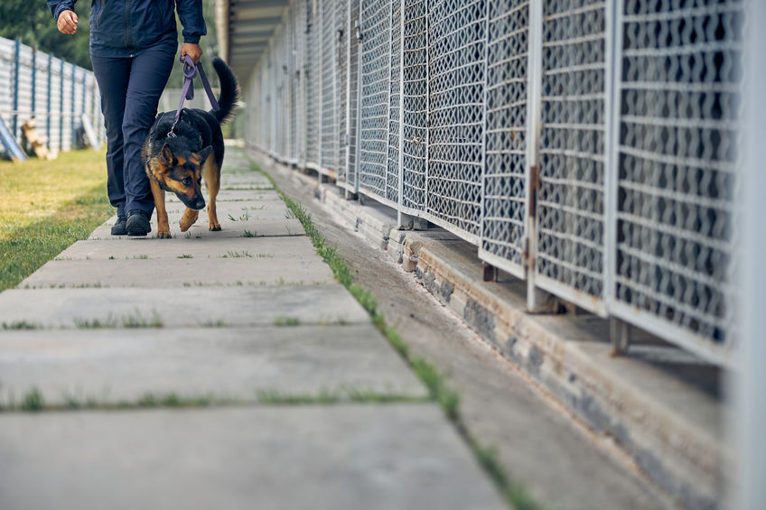 Scent Detection Dogs