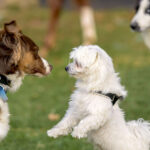 Socializing an Aggressive Dog