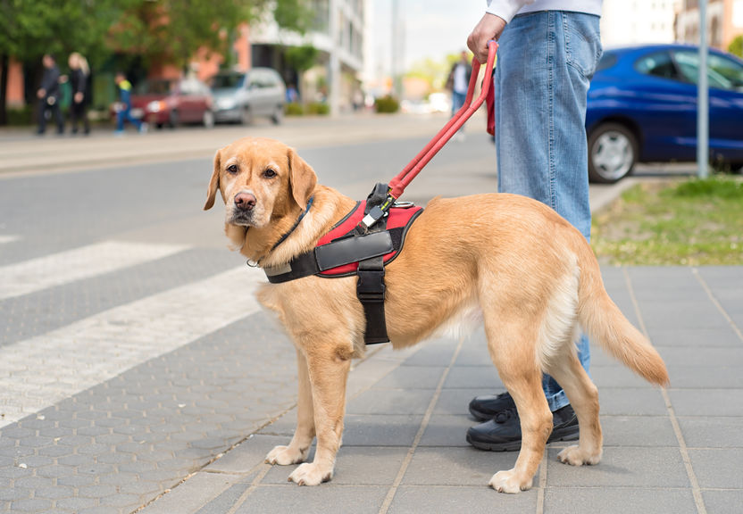 Training a service dog