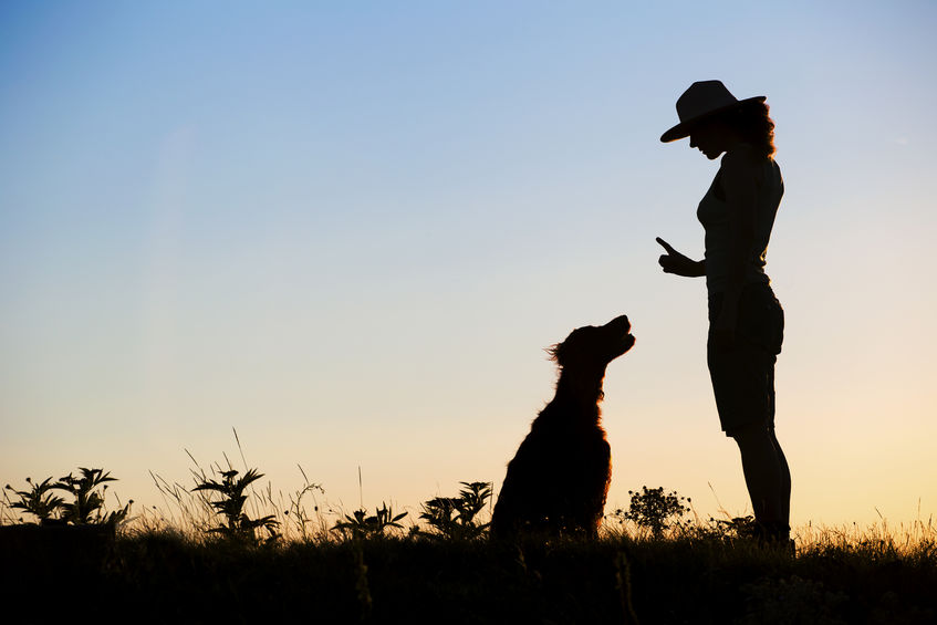 Types of Dog Training