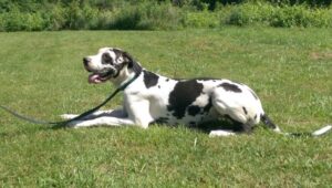 balanced dog training