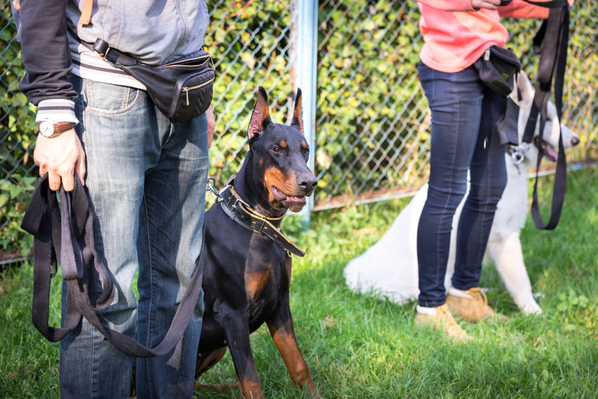 How to Become a Dog Trainer