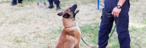 Police Dog Trainer