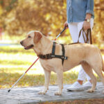 Service Dog and Handler