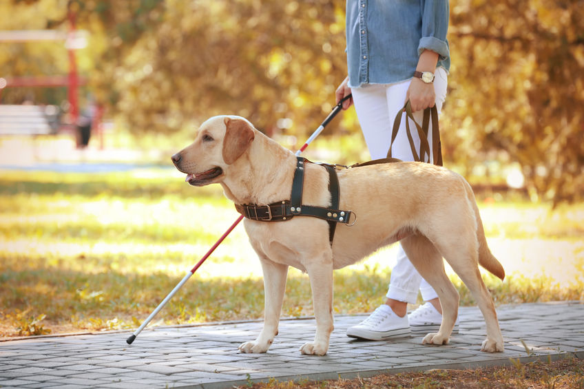 Service Dog and Handler 