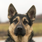 German Shephard Protection Dog