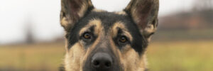 German Shephard Protection Dog