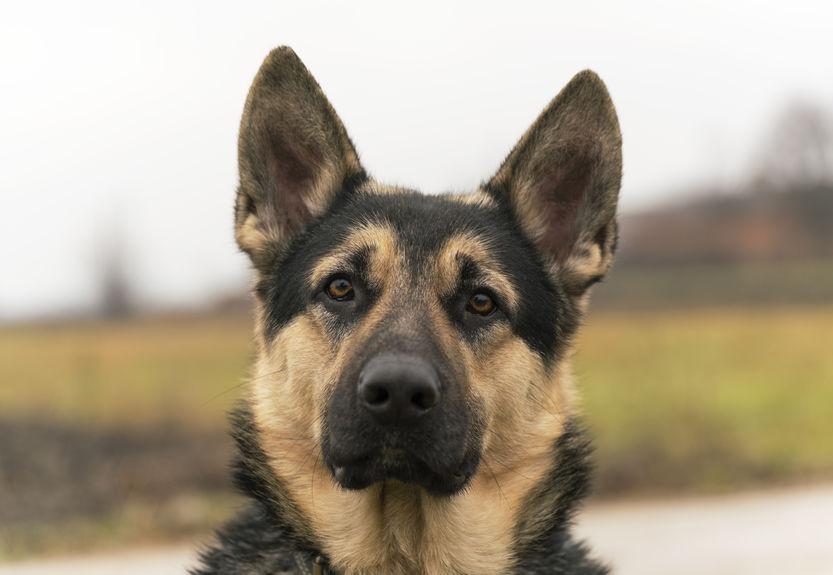 German Shephard Protection Dog