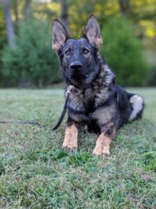 German Shepherd