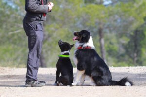 become a professional dog trainer