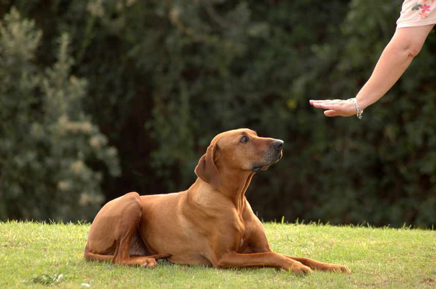 Dog trainer teaching behavior and obedience