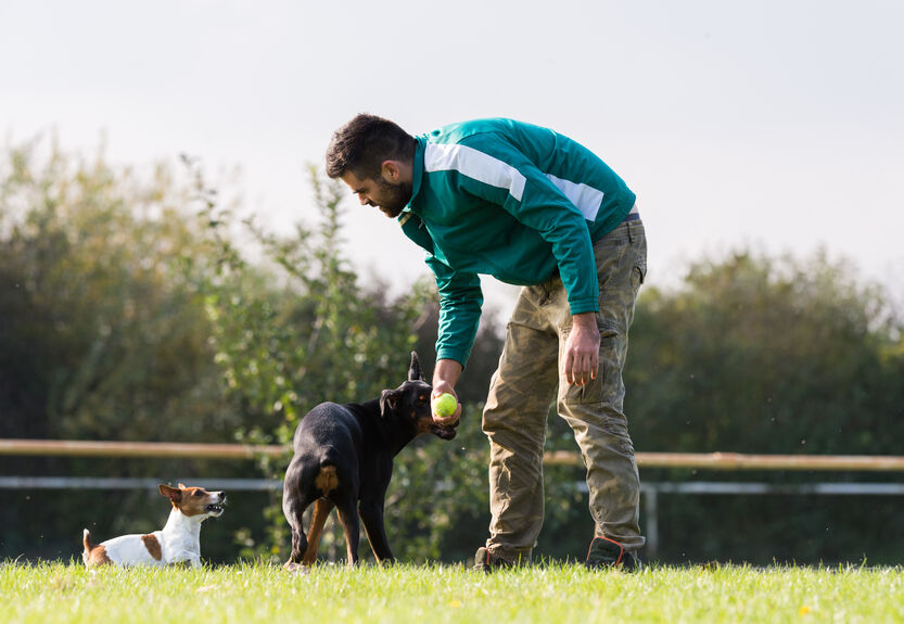 In-Person vs. Online Dog Trainer Courses - Dog Trainer College