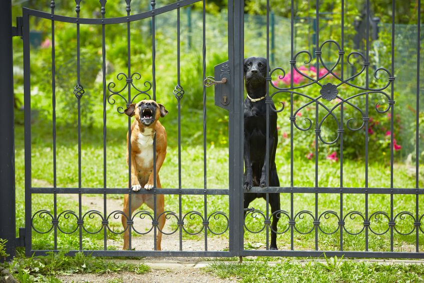 Two Protection Dogs Behind a Fence