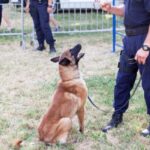 Police Dog and Handler