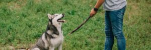 A dog listens intently to its trainer