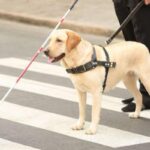 A small dog guides a man across the street