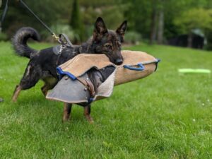 German Shepherd working dog