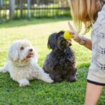 A trainer handles two small dogs
