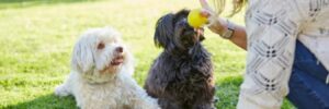 A trainer handles two small dogs