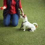 A dog instructor holds a ball in the palm of her hand while a small dog looks on