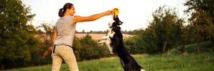 A woman trains a dog to take a ball