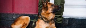A police German Shepherd sits in front of a police officer