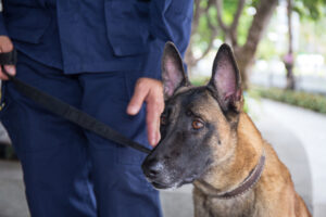 school for dog trainers