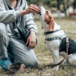 A beagle is fed by a treat by an obedience dog trainer