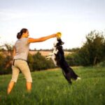 A border collie jumps for a plastic disc that a trainer is holding