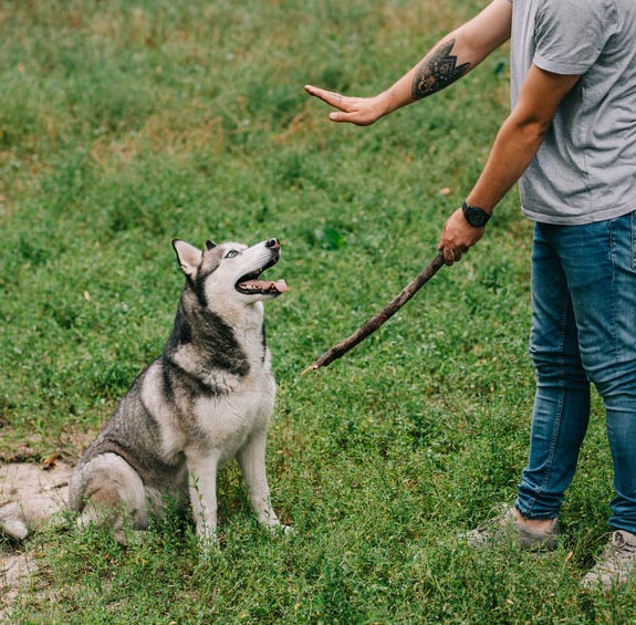 dog trainer