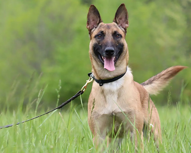 Belgian Malinois  Dog Trainer College