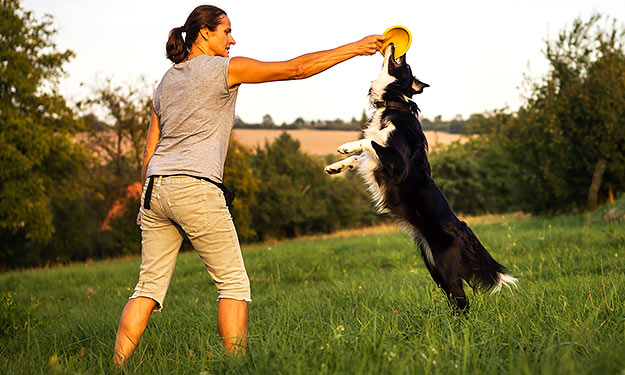 Professional Dog Training Service in Indiana | Dog Trainer College
