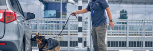 Dog trainer handling dog who is performing cadaver training